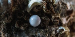 white egg on brown and black surface